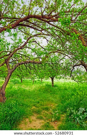 Overgrown organic apricot garden with branches making shade over a path in the ecological village of Kirazli, Turkey.