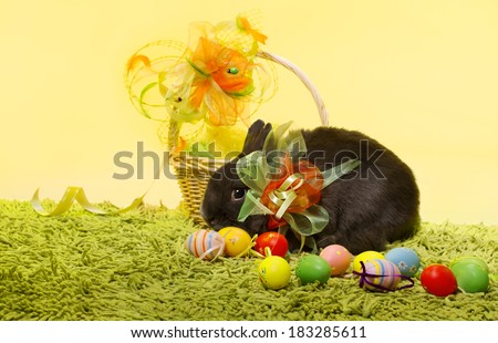 Easter bunny rabbit, Easter basket eggs over decoration yellow background