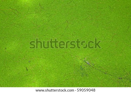 Pattern of Water Weed