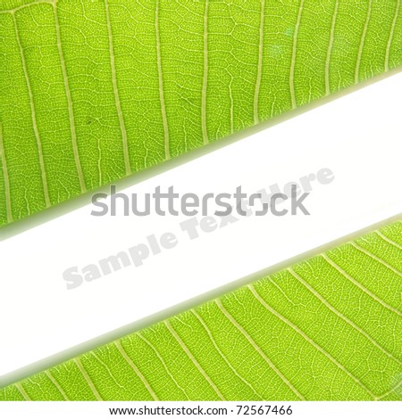green Leaf with space for text