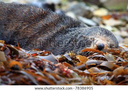 Wild Seal