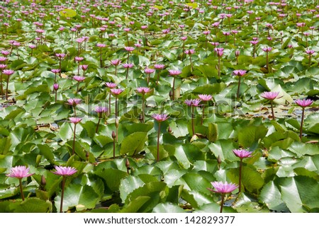 lake lotus  pink