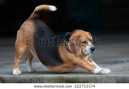 yoga downward facing dog by beagle puppy dog