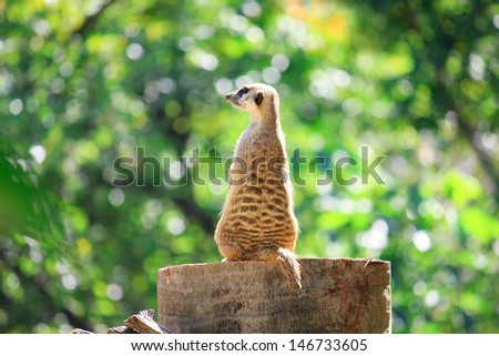 Meerkats stand alone on the rock in zoo