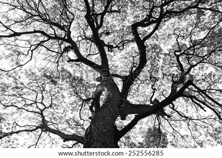 Beautiful shape of large Samanea saman trees and pattern of branch in black and white tone