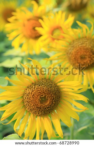Beautiful sunflower farm in blue sky