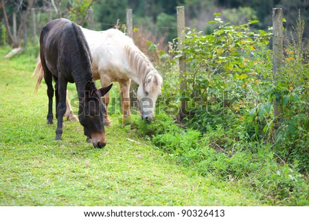 Group of horses eating grass in green farm on evening