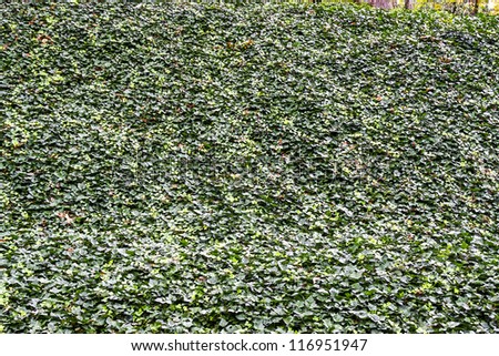 A wall of green, english, ivy for backgrounds and texture