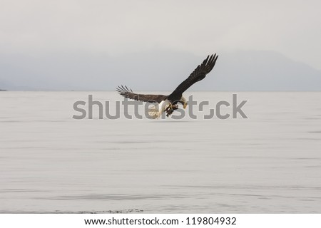 An eagle flying out of Alaskan waterway with a fish in his talons looking at food