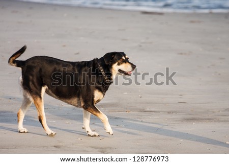 A large dog with collar playing on a sunny beach