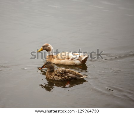 Two ducks swimming in a calm lake