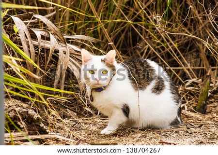 A green eyed cat wearing a collar on the edge of a wetland marsh or meadow