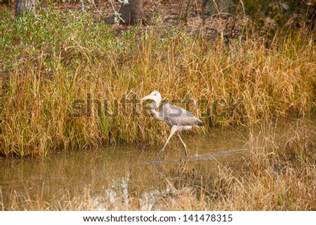 A great blue heron in a saltwater, coastal, wetland marsh