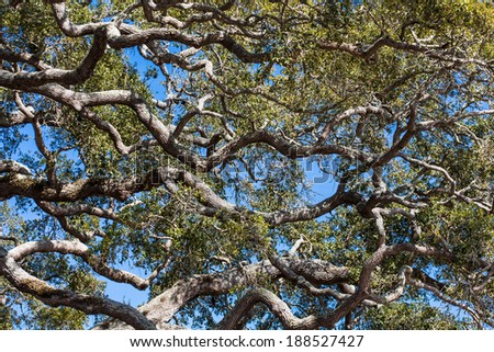 Many live oak trees twisting under clear blue skys