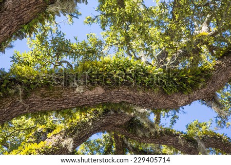 Green moss and ferns growing on limbs of a massive old live oak tree