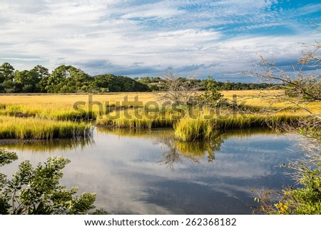 Brilliant Green Wetland Marsh Grass Growing Under Blue October Skies