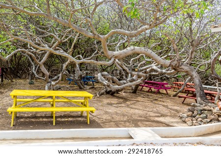 Manchineel tree or poison apple tree on Curacao