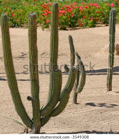 A well kept cactus garden in a tropical setting
