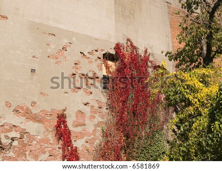 Colorful autumn vines on an old brick wall
