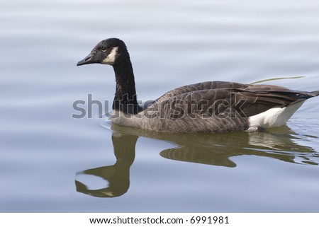 A Goose in a lake swimming with reflection