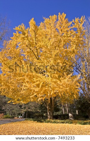 A tree with golden yellow leaves against a brilliant blue sky in the autumn