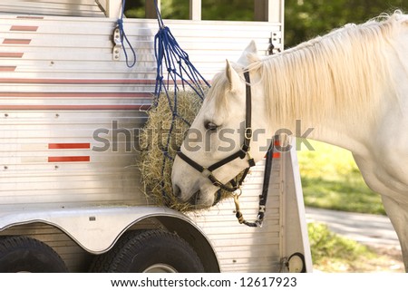 A white horse eating hay from a feedbag on a horse trailer