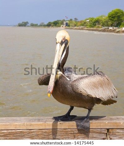 A colorful pelican poised to fly from the pier