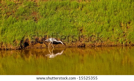 A white crane on the shore of a tropical lake with reflection