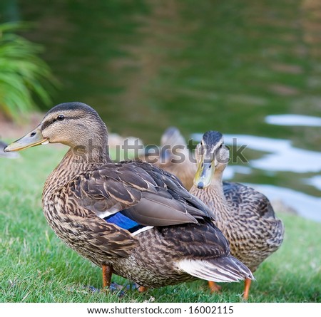 Two ducks by a pond with blue on wings