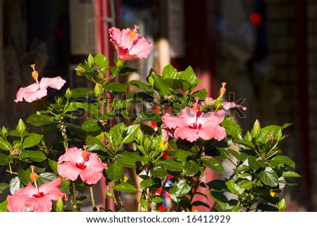 A hibiscus plant in front of a store