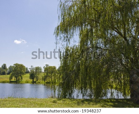 weeping willow tree clip art. stock photo : A weeping willow