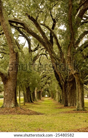 A lane of spanish moss covered old oak trees down a green lawn
