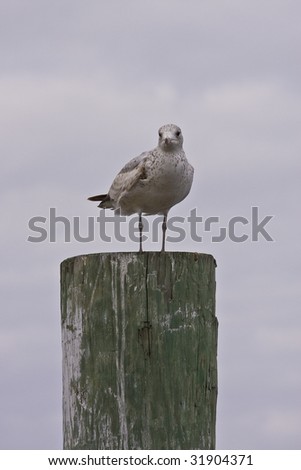 A seagull on a marine post with clouds in background