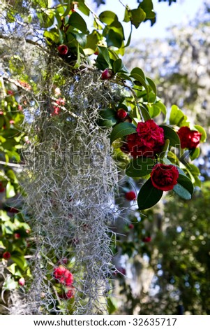 Old rose bushes covered in spanish moss