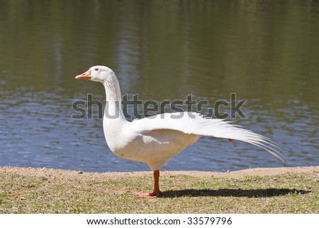 A white goose on the shore of a lake flapping wings