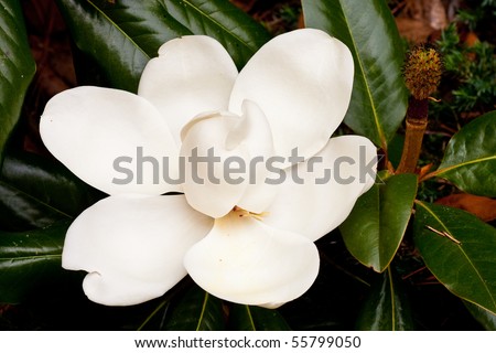 A large white blossom on a southern magnolia tree
