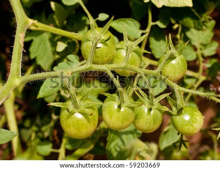 A tomato vine with young green cherry tomatoes