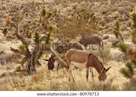 Three donkeys in a desert grazing in the grass