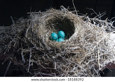 Nest egg. Three blue robin eggs in a nest.