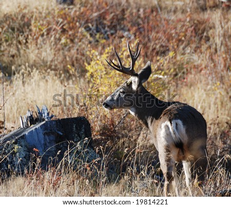 big mule deer buck in fall close up