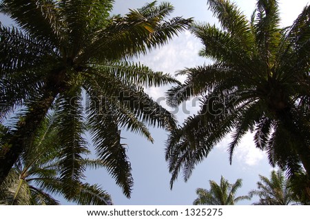 Palm oil trees
