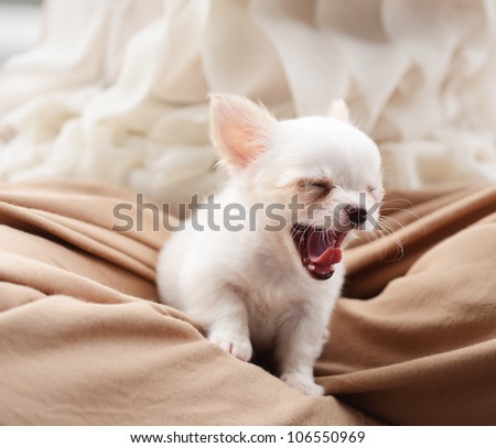 chiwawa white puppy dog pet