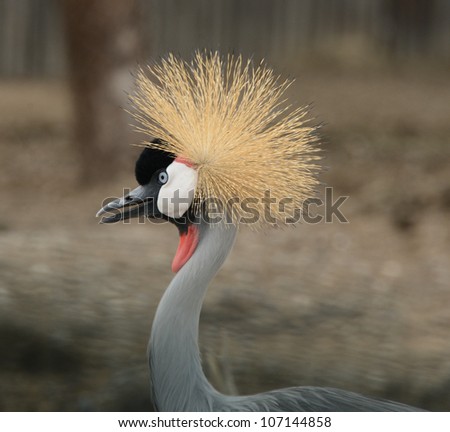 wildlife, close up of african crowned crane