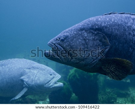A Giant Fish