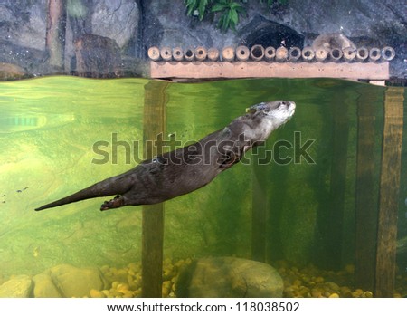 oriental small-clawed otter, zoo animal