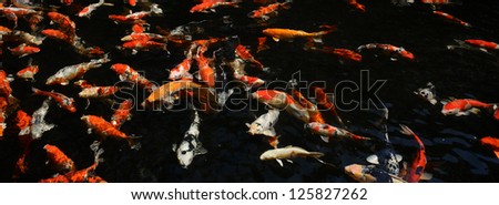 japanese carp fish swimming in pond
