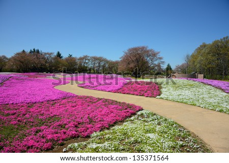 landscape with pink flowers, pink moss, shibazakura