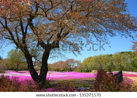 landscape with pink flowers, pink moss, shibazakura