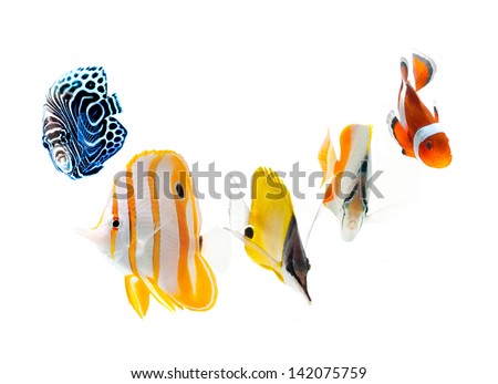 reef fish, marine fish isolated on white background