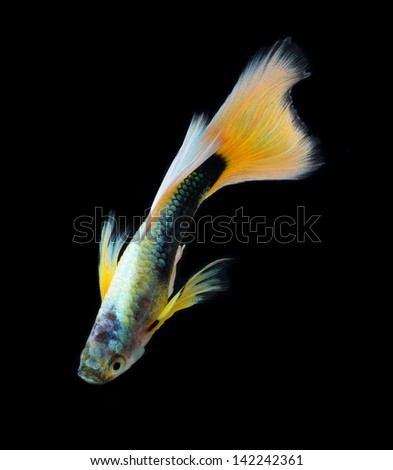 fish guppy pet isolated on black background
